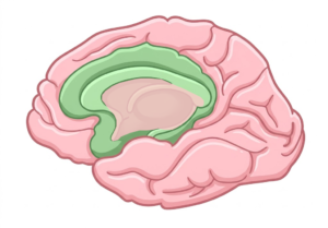 Illustration of the Human brain shaded with green to show the Affective neuro-network as used in the UDL