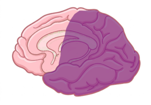 An illustration of the Human brain shaded to show the Recognition Neuro-Network as described in the UDL