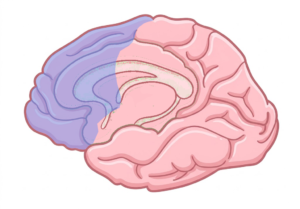 Illustration of the Human brain shaded to show the Strategic Neuronetwork as described in the UDL